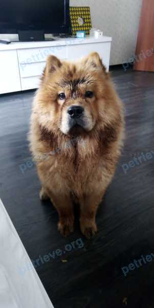 Big adult yellow male dog Джерри, lost near ул. наб., 121, Анапская, Краснодарский край, Россия, 353430 on Aug 19, 2022.