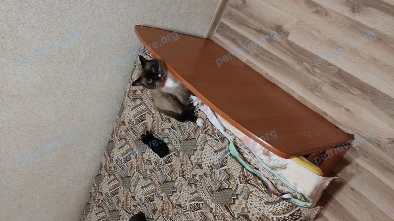 Medium young brown male cat Борис, lost near 85VV+43 Жданковский, Новосибирская область, Россия on Aug 15, 2022.
