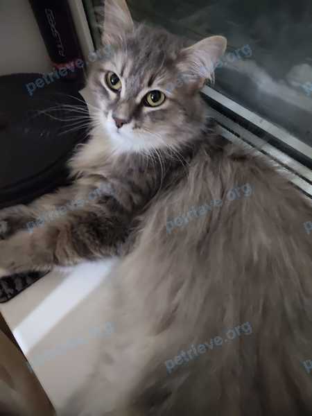 Medium young gray male cat Енот, lost near ул. Лукашевича, 23А, Омск, Омская обл., Россия on Aug 21, 2022.