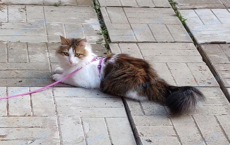 Medium young mixed color female cat Мура, lost near ул. Ивановская 1-я, 23, Руза, Московская обл., Россия, 143103 on Aug 23, 2022.