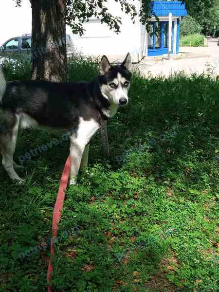 Medium young mixed color male dog Нобу, lost near ул. Лермонтова, 313, Иркутск, Иркутская обл., Россия, 664033 on Aug 22, 2022.