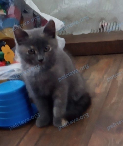 Small young mixed color female cat Милка, lost near G6C4+PQ Энгельс, Саратовская область, Россия on Aug 21, 2022.