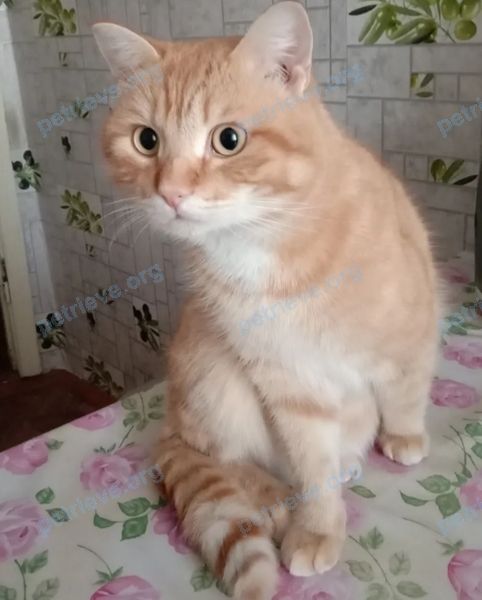 Medium young orange male cat, lost near Пожарная ул., 19, Кетово, Курганская обл., Россия, 641310 on Jul 27, 2022.