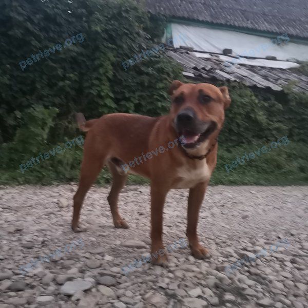 Medium young brown male dog, found near ул. Ленина, 13, Архипо-Осиповка, Краснодарский край, Россия, 353485 on Aug 21, 2022.