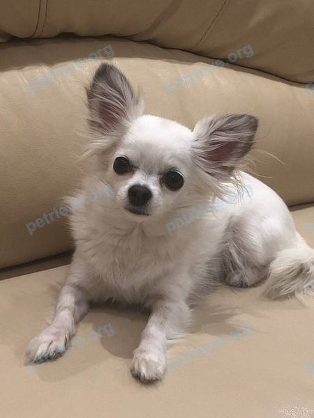 Small adult white female dog Соня, lost near 1-я Песчаная ул., 7, Тула, Тульская обл., Россия, 300031 on Aug 17, 2022.