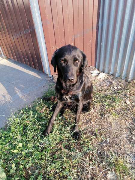 Medium young black female dog, found near Улица Горького, Наро-Фоминск, Московская обл., Россия, 143300 on Aug 13, 2022.
