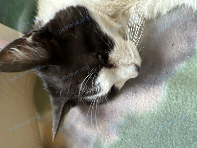 Medium young mixed color female cat, found near 27 Longview Ave, Alsager, Stoke-on-Trent ST7 2EA, UK on Aug 11, 2022.