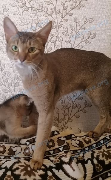 Medium adult brown male cat Царапуля, lost near Новомытищинский пр., вл 5, Мытищи, Московская обл., Россия, 141002 on Aug 27, 2022.