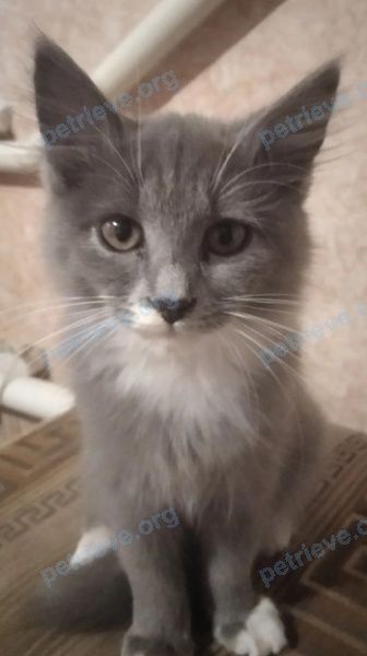 Medium young gray male cat Маркиз, lost near Московская ул.,  Сорочинск, Оренбургская обл., Россия, 461900 on Aug 22, 2022.