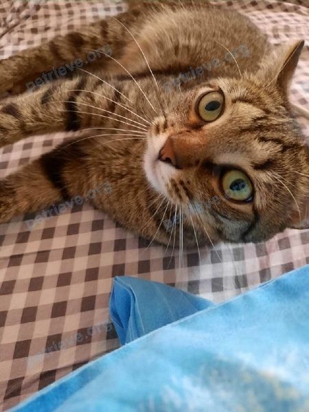 Medium young mixed color male cat Джерри, lost near пер. Колхозный, 15В, Смоленск, Смоленская обл., Россия, 214013 on Aug 28, 2022.