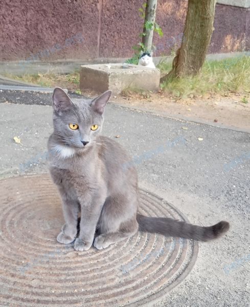 Средний серый молодой кот, найден 10.08.2022 рядом с ул. Баренца, 15, Нижний Новгород, Нижегородская обл., Россия, 603158.