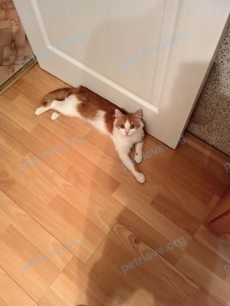 Medium young mixed color female cat Аксинья, lost near 14, Дедешино (Солнечногорский Р-Н), Moscow Oblast, Россия, 141560 on Aug 29, 2022.