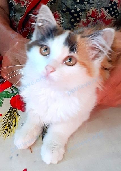 Small young mixed color female cat Назвали Пуся, found near Зеленый туп., 3, Тверь, Тверская обл., Россия, 170008 on Aug 08, 2022.