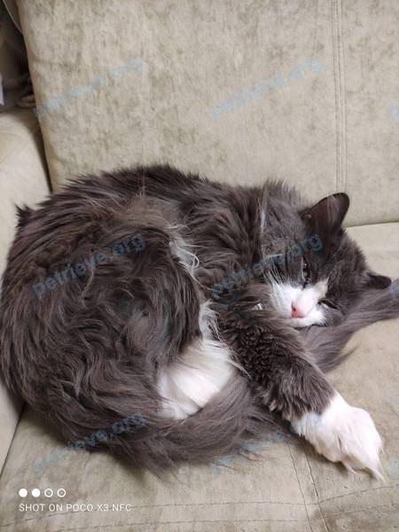 Old gray male cat Тима, lost near ул. Энергетиков, 62А, Тюмень, Тюменская обл., Россия, 625013 on Aug 31, 2022.