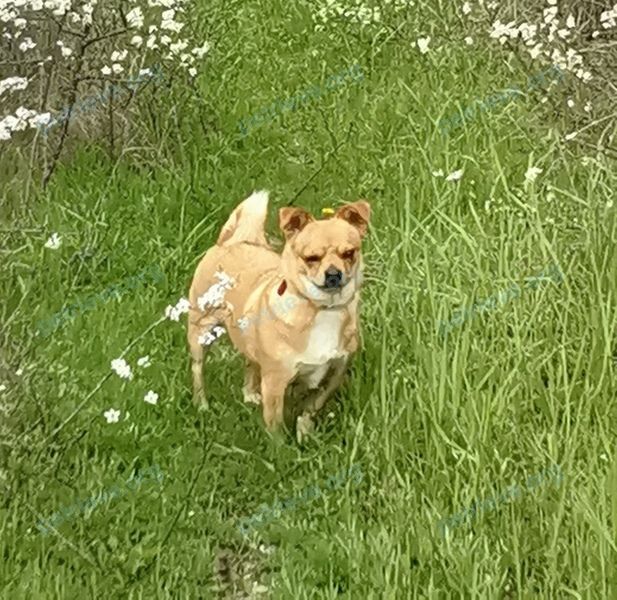 Medium adult orange female dog Шерька, lost near ул. Некрасова 121, Анапа, Краснодарский край, Россия, 353440 on Sep 02, 2022.