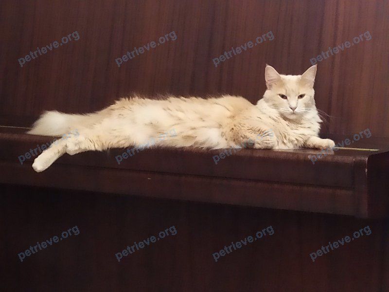 Big adult female cat Афина, lost near ул. Московская 328/1, Брест, Беларусь on Sep 01, 2022.