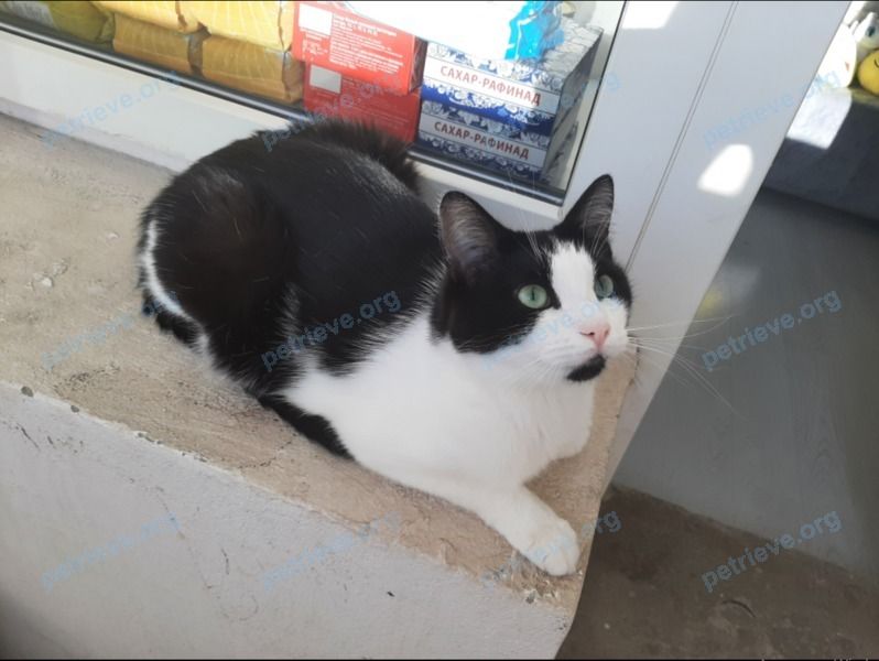 Medium adult mixed color female cat Буся, lost near 9, корп. 2, ул. Есенина, Белгород, Белгородская обл., Россия, 308004 on Sep 01, 2022.