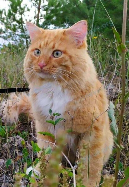 Medium young orange male cat Рыжик, lost near FWVW+WC Кашары, Липецкая область, Россия on Aug 21, 2022.
