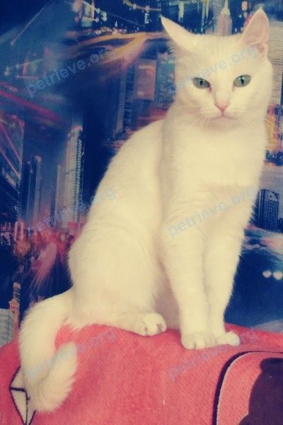 Medium old white female cat Снежа, lost near 3, Ангарск, Иркутская обл., Россия, 665826 on Sep 04, 2022.