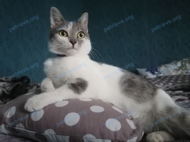 Medium young gray male cat, lost near ул. Пирогова, 10, Пятигорск, Ставропольский край, Россия, 357503 on Sep 06, 2022.