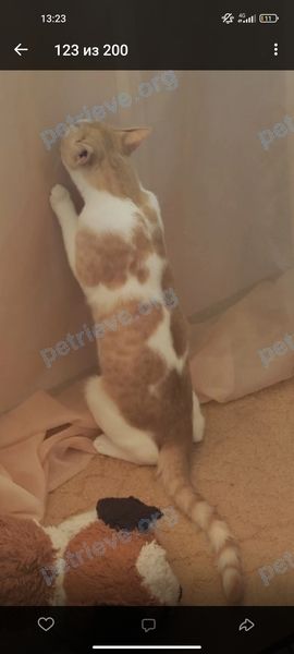 Medium young mixed color male cat Перси, lost near 14, Батайск, Ростовская обл., Россия, 346885 on Aug 22, 2022.
