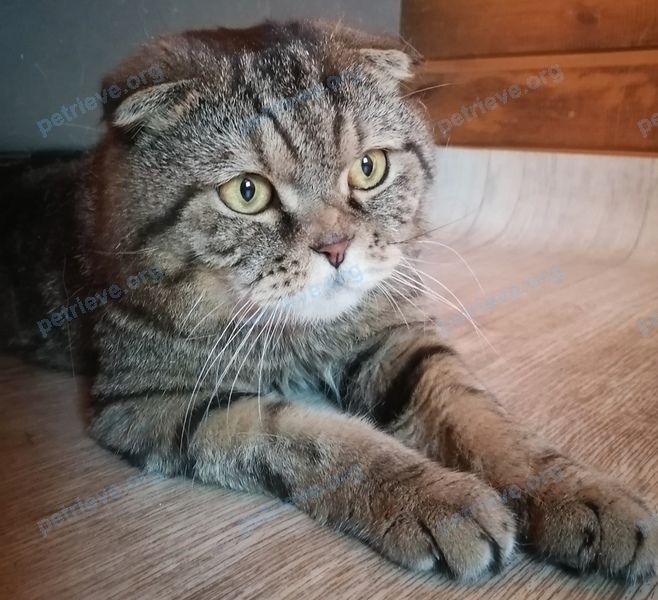 Средний коричневый молодой кот Яша пропал 08.09.2022 рядом с ...
