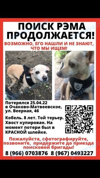 Small adult mixed color male dog РЭМ, lost near Москва on Sep 12, 2022.