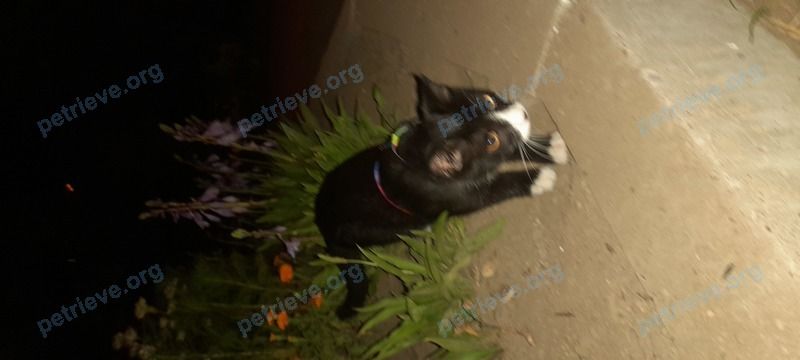 Средний многоцветный молодой кот Саймон, пропал 06.09.2022 рядом с ул. ДОС, 1, Хабаровск, Хабаровский край, Россия, 680014.