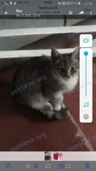 Средний серый молодой кот Майк, пропал 09.08.2022 рядом с ул. 9-я Северная лин., 11 корпус 1, Москва, Россия, 127204.