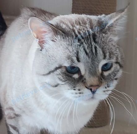 Medium adult gray male cat, lost near СНТ Питомник,Южный поселок,район аэропорта on Sep 12, 2022.
