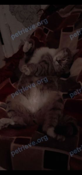 Маленький многоцветный молодой кот Сёма(Семён), пропал 15.09.2022 рядом с Калиновская ул., 12, Кострома, Костромская обл., Россия, 156013.