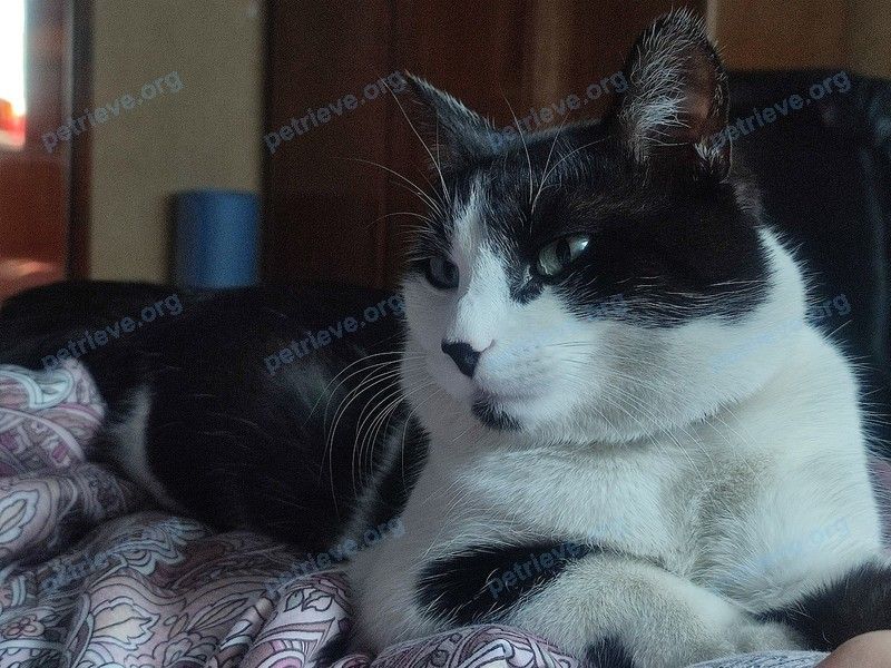 Medium young male cat Мурзик, lost near Магистральная ул., 50, Ногинск, Московская обл., Россия, 142407 on Sep 17, 2022.