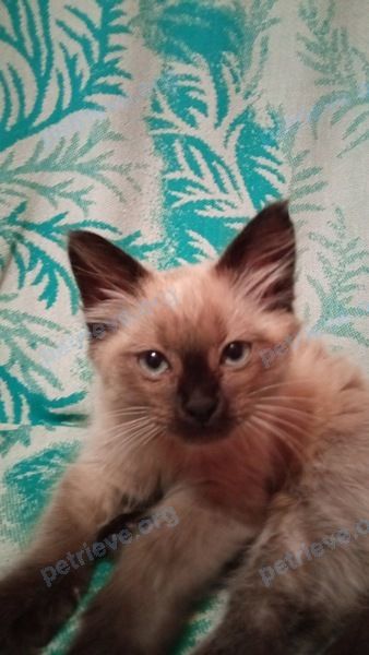 Medium young brown female cat, found near улица Пушкинская, Лепель, Беларусь on Sep 26, 2022.