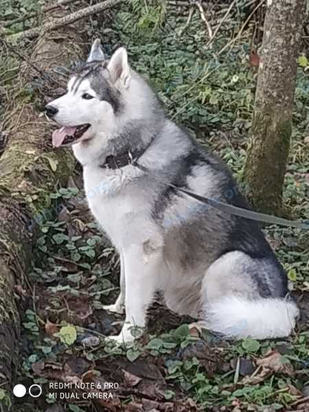 Medium young gray male dog, lost near MM8X+84 Глебовское, Ярославская область, Россия on Oct 01, 2022.