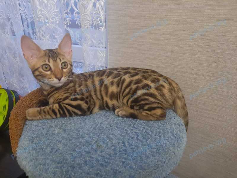 Small young brown female cat Шанель, lost near 2-я Огуречная ул., 32, Ростов-на-Дону, Ростовская обл., Россия, 344015 on Sep 29, 2022.