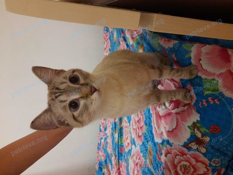 Medium gray female cat, found near ул. Ястынская, 5А, Красноярск, Красноярский край, Россия, 660131 on Sep 30, 2022.