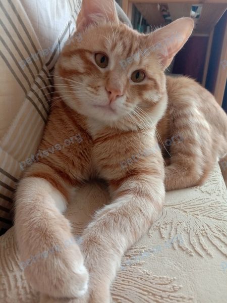 Medium young orange male cat Боцман, lost near ул. Пионерская, 26, Павловская Слобода, Московская обл., Россия, 143581 on Aug 31, 2022.