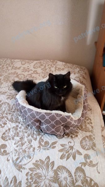 Medium old black female cat Бася, lost near ул. Карбышева, 14, Красноярск, Красноярский край, Россия, 660113 on Sep 26, 2022.