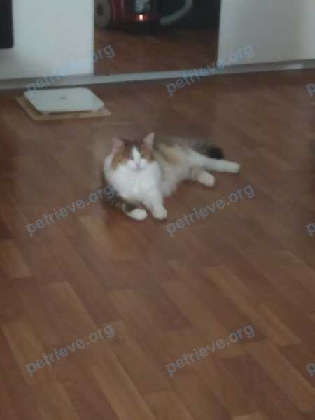 Medium adult mixed color female cat Дуся, lost near Новосондецкий б-р, 15, Ульяновск, Ульяновская обл., Россия, 432064 on Sep 19, 2022.