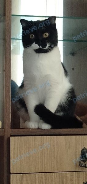 Small young mixed color female cat Вакса, lost near Ул.Декабристов 94, Ногинск, Московская обл., Россия, 142400 on Oct 07, 2022.