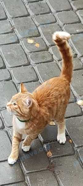 Medium young orange male cat Рыжик, lost near ул. Кольцова, 31, Тула, Тульская обл., Россия, 300004 on Sep 30, 2022.