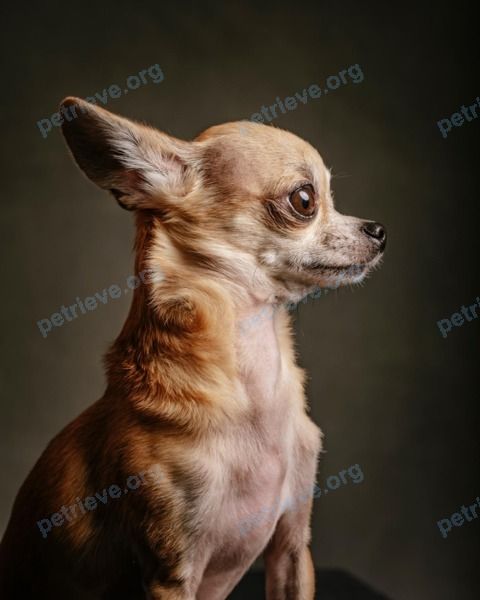 Small young brown female dog джулия, lost near ул. Гагарина, 19, Шарыпово, Красноярский край, Россия, 662314 on Oct 09, 2022.