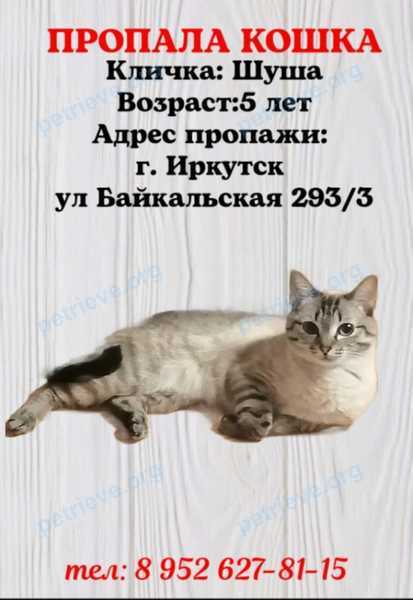 Маленькая белая взрослая кошка Шуша, пропала 08.10.2022 рядом с Байкальская ул., 289/3, Иркутск, Иркутская обл., Россия, 664050.