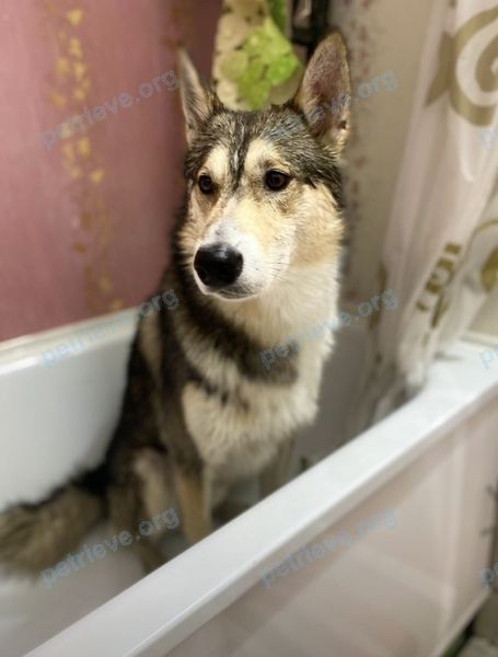 Medium young brown male dog Сиба, lost near ул. Чернышевского, 8, Петропавловск-Камчатский, Камчатский край, Россия, 683024 on Oct 08, 2022.