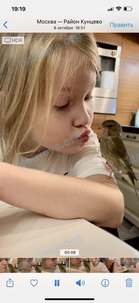 Small young green male bird Тоша, lost near Екатерины Будановой ул., 4 корпус 2, Москва, Россия, 121351 on Oct 11, 2022.