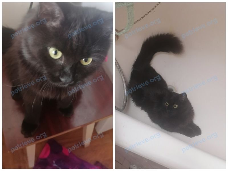 Средняя чёрная молодая кошка Мартиша, пропала 17.10.2022 рядом с ул. Городецкая 15, Минск, Беларусь.