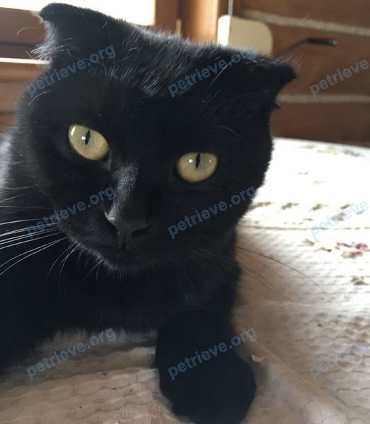 Средний чёрный молодой кот, пропал 20.10.2022 рядом с Прудовая ул., Ижевск, республика Удмуртия, Россия, 426052.