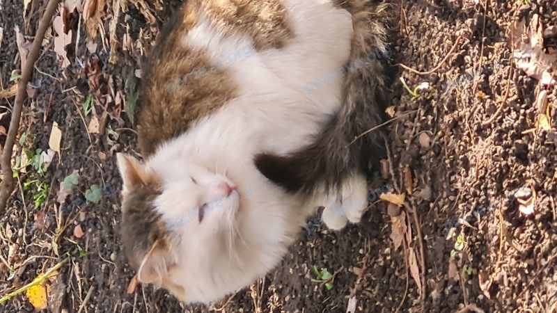 Medium adult white male cat, found near 60 Buckingham St, Cambridge, MA 02138, США on Oct 25, 2022.
