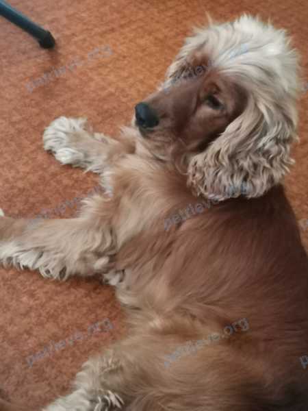 Medium adult orange male dog Марс, lost near ул. Кирова 20, Нальчик, Кабардино-Балкарская Респ., Россия, 360017 on Oct 28, 2022.
