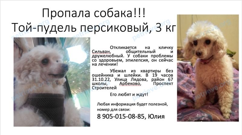 Маленький жёлтый взрослый пёс Сильван, пропал 31.10.2022 рядом с ул. Лядова, 6А, Пенза, Пензенская обл., Россия, 440071.